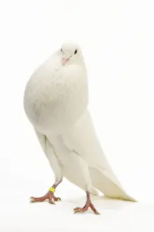 Stance Prints: Fancy Pigeon breed - Norwich Cropper white - in studio