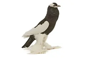 Feather Prints: Fancy Pigeon breed - Reversewing Pouter - black & white - in studio Boulant de Saxe pie rouge