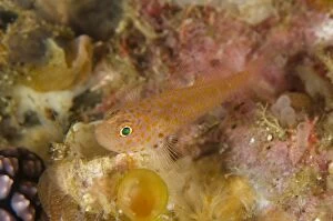 Fang Gallery: Fang's Dwarfgoby Yellow Wall of Texas dive site