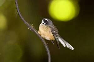 Fantail - adult sitting on a supplejack root in the undergrowth of a temperate rainforest