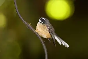 Fantail Prints: Fantail adult sitting on a supplejack root in the undergrowth of a temperate rainforest Waitomo