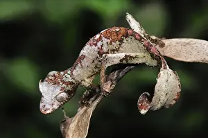 Madagascar Prints: Fantastic Leaf-tailed Gecko / Satanic Leaf-tailed Gecko - Andasibe-Mantadia National Park - Madagascar