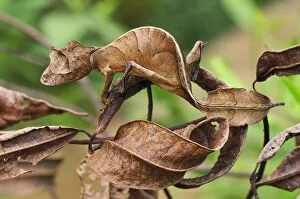 Images Dated 13th January 2008: Fantastic / Satantic Leaf-tailed Gecko
