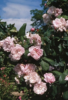 Images Dated 12th April 2007: Fantin Latour Rose