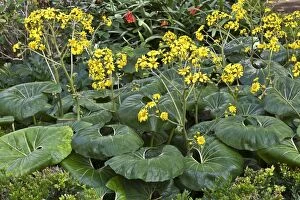 Farfugium japonicum - loosely clump-forming perennial