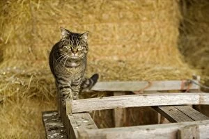 Farm cat - in barn