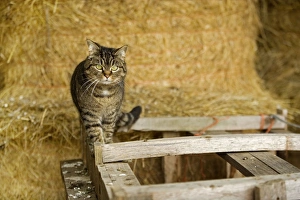 Images Dated 13th May 2007: Farm cat - in barn