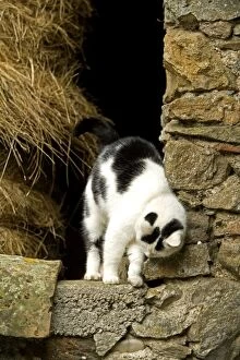 Images Dated 13th May 2007: Farm cat -rubbing against wall