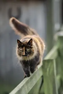 Farm Cat - Walking on fence
