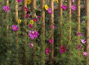 Images Dated 6th March 2007: Farm garden Common Cosmos and sunflowers (Helianthus annuus) behind picket fence