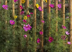 Gardener Prints: Farm garden Common Cosmos and sunflowers (Helianthus annuus) behind picket fence Baden-Wuerttemberg