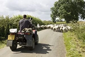 Farmer on quad bike with sheep dog driving sheep