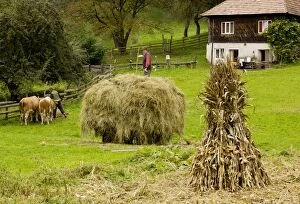 Farmers - Old-fashioned traditional farming with