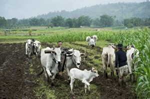 Farmers plough the fields with cows, calf follows
