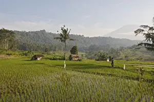 Paddies Prints: Farmers - in the rice fields / paddies / terraces near Sidemen in Bali - Indonesia