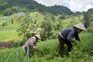 Farmers tending onion and carrot crops