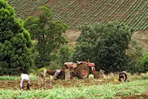 Farmhands harvesting potatoes South Gippsland
