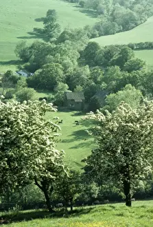 Hawthorn Prints: Farming AEB 2265 Hawthorns in blossom