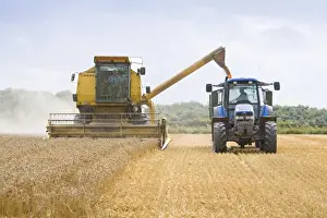 Commercial Prints: Farming - Combine Harvester and Tractor - Wheat harvest - Norfolk - UK