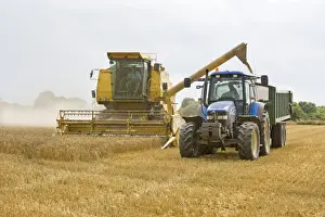 Farming - Combine Harvester and Tractor - Wheat harvest - Norfolk - UK