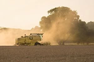 Images Dated 22nd August 2009: Farming - Combine Harvester - Wheat harvest at sunset - Norfolk - UK