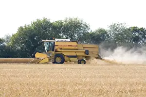 Harvests Prints: Farming - Combine Harvester - Wheat harvest - Norfolk - UK