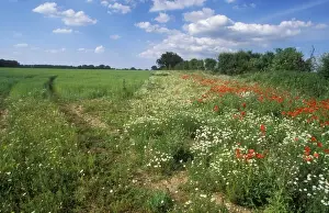 Arable Prints: Farming Conservation Headlands. Breckland, Norfolk, UK