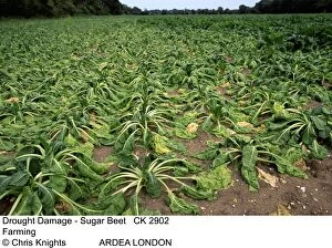 Farming - Drought Damage, Sugar Beet