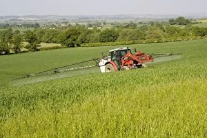 Farming - Farmer on red tractor spraying cereal crop