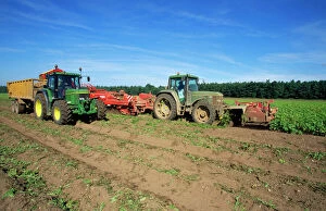 Farmland Collection: Farming - harvesting potatoes