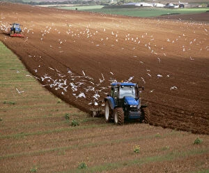 Working Collection: Farming MAW 5 Gulls following plough. South Downs, Essex UK © Maurice Walker / ARDEA LONDON