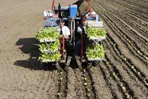 Farming - Planting tobacco plants