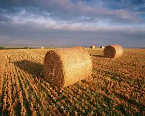 Atmospheric Prints: Farming - round straw bales on stubble - strongly sidelit a. m. sun - Devon UK