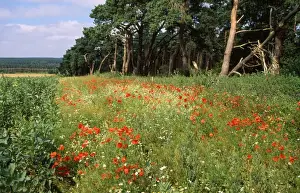 Field Margin Prints: Farming - showing consevation headland & field margin