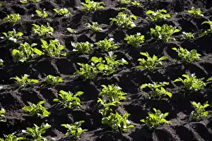 Farming - vegetables growing