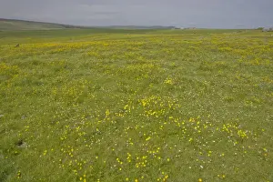 Orkneys Prints: Farmland Flower Meadows - Mainland - Orkney LA005074
