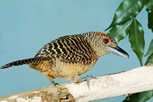 Images Dated 8th December 2004: Fasciated Antshrike