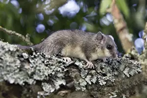 Dormice Prints: Fat Dormouse - in a apple tree. France