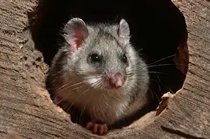 Fat Dormouse in hollow tree