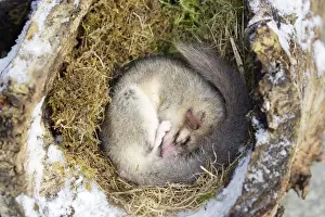 Dormice Prints: Fat dormouse - sleeping. Alsace - France