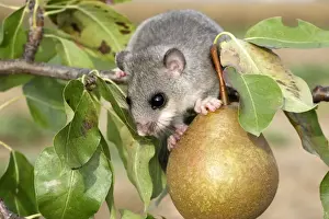 Dormice Prints: Fat / Edible Dormouse. Alsace - France