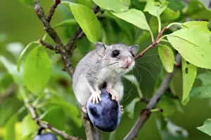 Fat / Edible Dormouse - balancing on plum