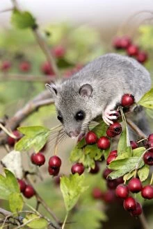 Images Dated 11th October 2006: Fat / Edible Dormouse - with berries