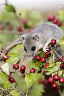 Fat / Edible Dormouse - with berries