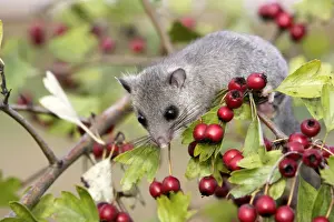 Fat / Edible Dormouse - with berries