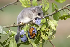 Dormice Prints: Fat / Edible Dormouse - eating plums