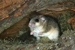 Fat / Edible Dormouse France
