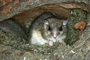 Fat / Edible Dormouse. France