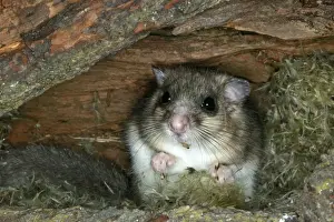 Fat / Edible Dormouse. France