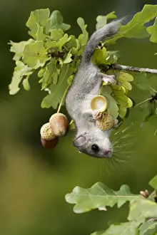 Agility Prints: Fat / Edible Dormouse - in oak tree (quercus robur) feeding on acorns